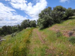 Flora del Cerro Masatrigo